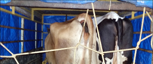 Kundapur : Cops seize cattle laden truck 3